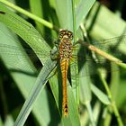 --- Blutrote Heidelibelle (Sympetrum sanguineum) ---