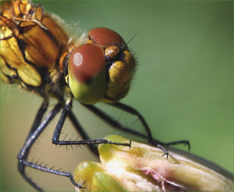 Blutrote Heidelibelle (Sympetrum sanguineum) (1) ...