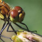 Blutrote Heidelibelle (Sympetrum sanguineum) (1) ...