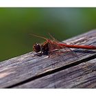 Blutrote Heidelibelle (Sympetrum sanguineum)