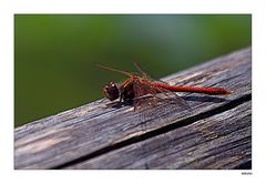 Blutrote Heidelibelle (Sympetrum sanguineum)