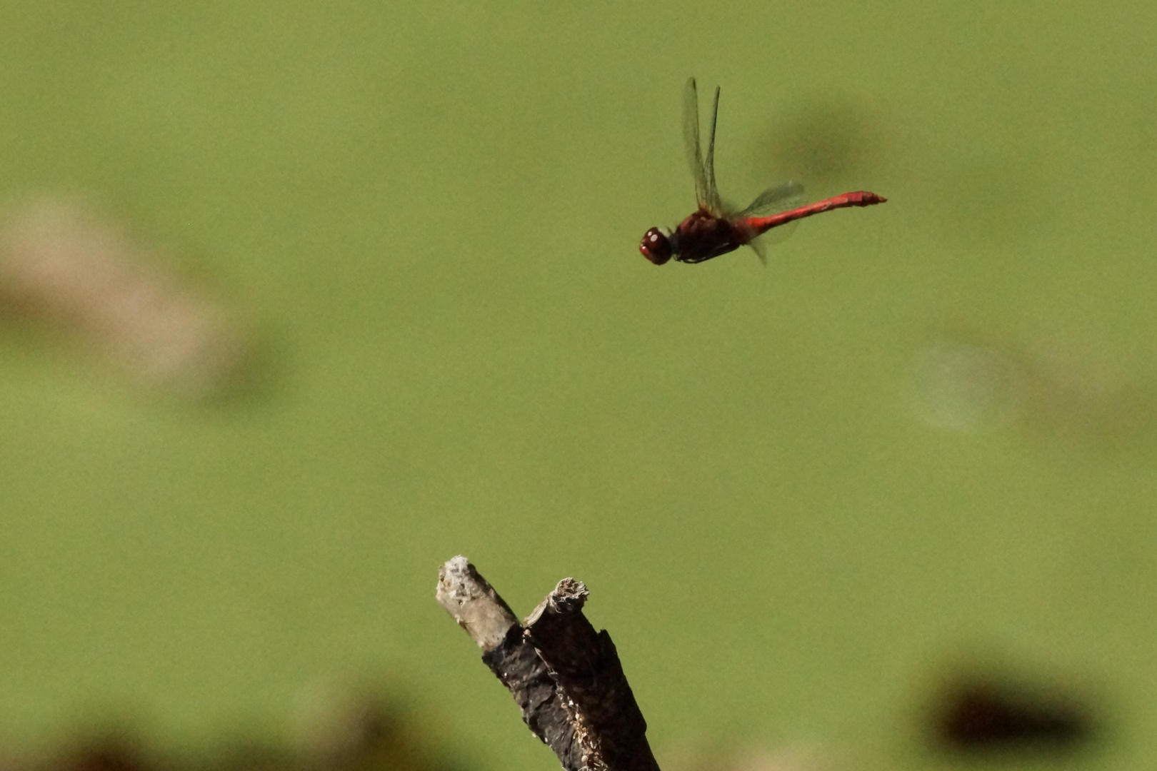 Blutrote Heidelibelle - Sympetrum sanguineum