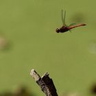 Blutrote Heidelibelle - Sympetrum sanguineum