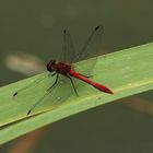 Blutrote Heidelibelle (Sympetrum sanguineum)