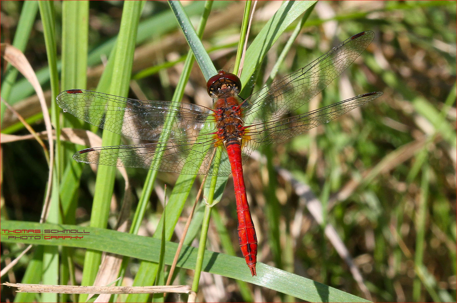 Blutrote Heidelibelle (Sympetrum sanguineum)