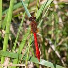 Blutrote Heidelibelle (Sympetrum sanguineum)