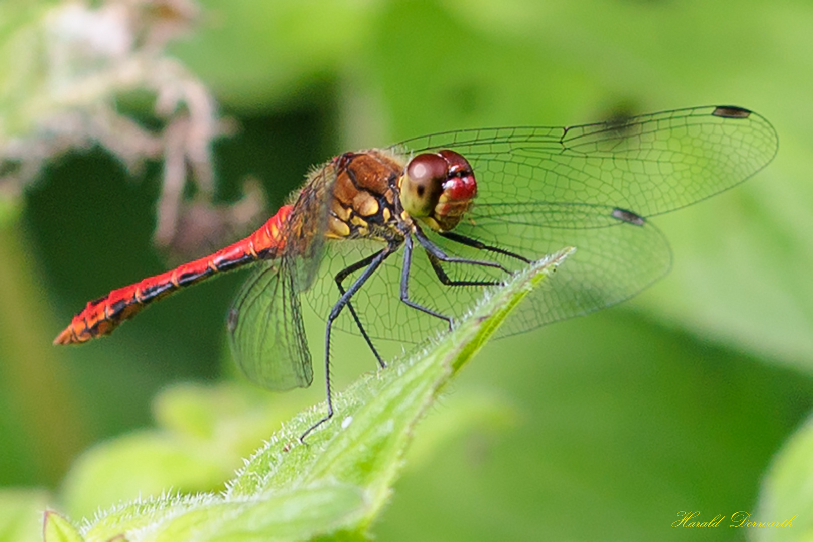 Blutrote Heidelibelle (Sympetrum sanguineum)