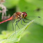 Blutrote Heidelibelle (Sympetrum sanguineum)