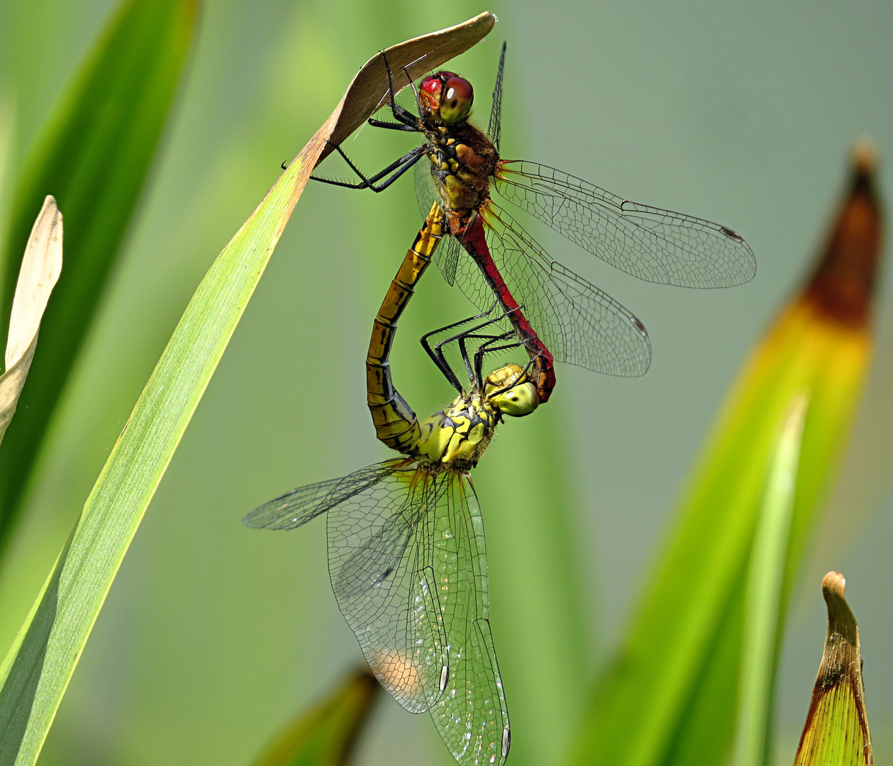 --- Blutrote Heidelibelle (Sympetrum sanguineum) ---