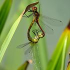 --- Blutrote Heidelibelle (Sympetrum sanguineum) ---