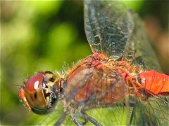 Blutrote Heidelibelle, Sympetrum sanguineum