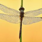 blutrote Heidelibelle - Sympetrum sanguineum #2