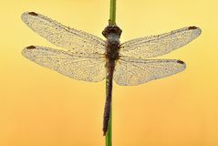 blutrote Heidelibelle - Sympetrum sanguineum #2