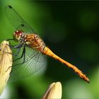 Blutrote Heidelibelle (Sympetrum sanguineum) ... (2)