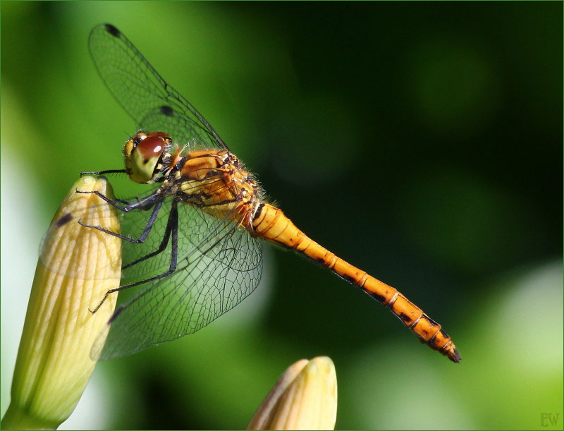 Blutrote Heidelibelle (Sympetrum sanguineum) ... (2)