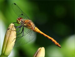 Blutrote Heidelibelle (Sympetrum sanguineum) ... (2)