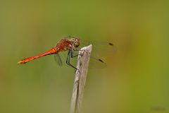 Blutrote Heidelibelle (Sympetrum sanguineum)