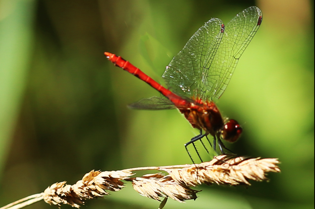 Blutrote Heidelibelle (Sympetrum sanguineum)