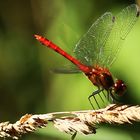 Blutrote Heidelibelle (Sympetrum sanguineum)