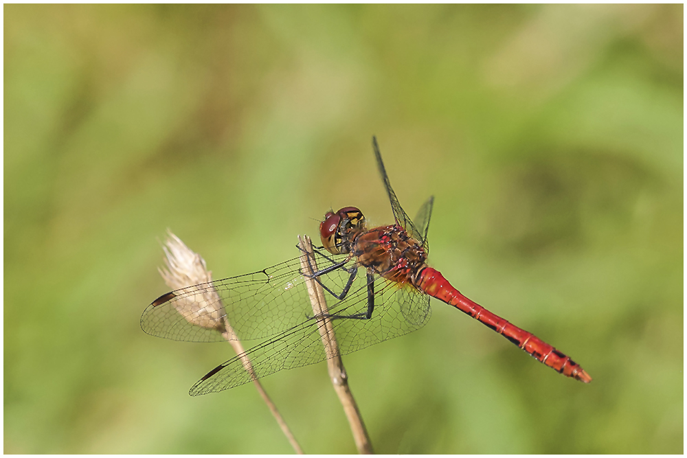 Blutrote Heidelibelle (Sympetrum sanguineum)