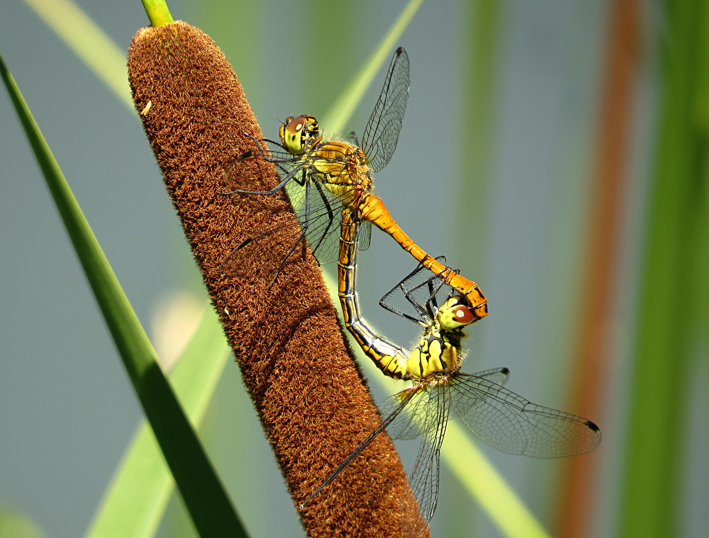 Blutrote Heidelibelle (Sympetrum sanguineum)