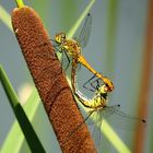 Blutrote Heidelibelle (Sympetrum sanguineum)