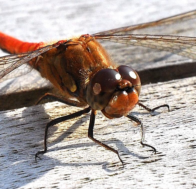 Blutrote Heidelibelle - Sympetrum sanguineum