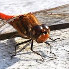 Blutrote Heidelibelle - Sympetrum sanguineum