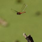 Blutrote Heidelibelle - Sympetrum sanguineum