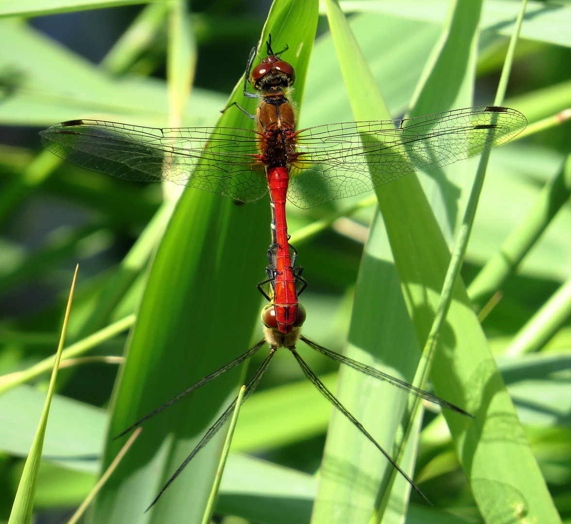 ... Blutrote Heidelibelle (Sympetrum sanguineum) ...