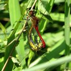 ... Blutrote Heidelibelle (Sympetrum sanguineum) ...