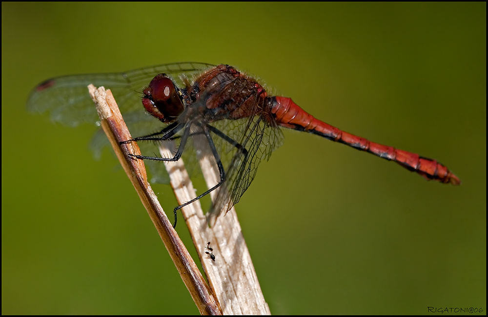 Blutrote Heidelibelle (Sympetrum sanguineum)