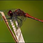 Blutrote Heidelibelle (Sympetrum sanguineum)