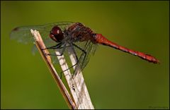 Blutrote Heidelibelle (Sympetrum sanguineum)