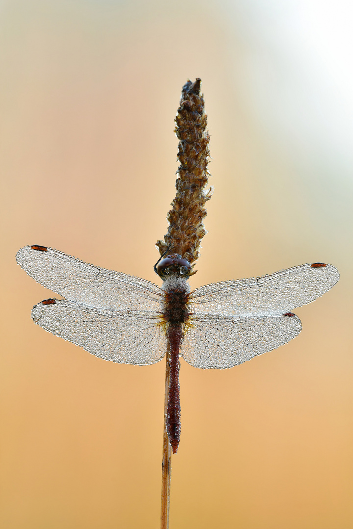 blutrote Heidelibelle - Sympetrum sanguineum #3