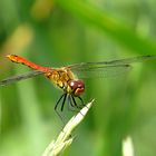 --- Blutrote Heidelibelle (Sympetrum sanguineum) ---