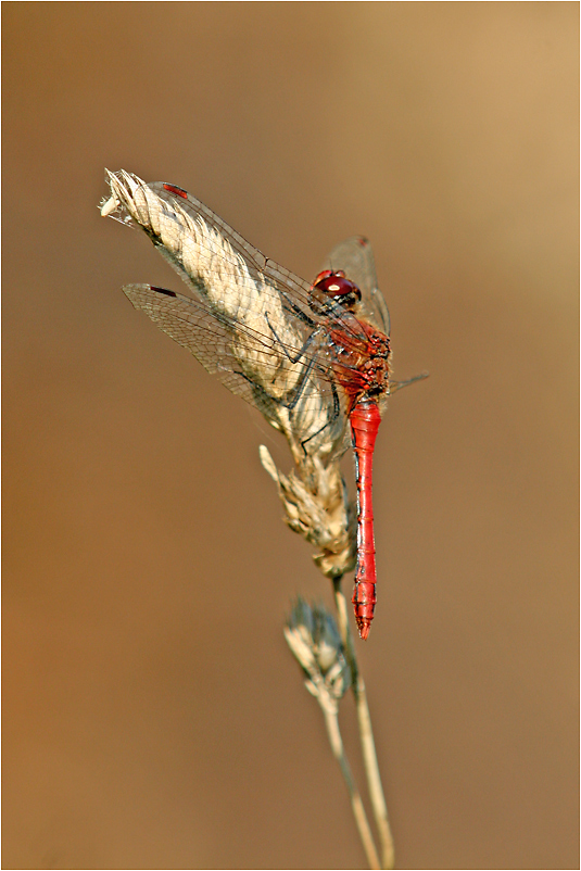 Blutrote Heidelibelle (Sympetrum sanguineum)