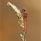 Blutrote Heidelibelle (Sympetrum sanguineum)