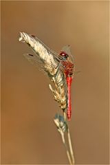 Blutrote Heidelibelle (Sympetrum sanguineum)