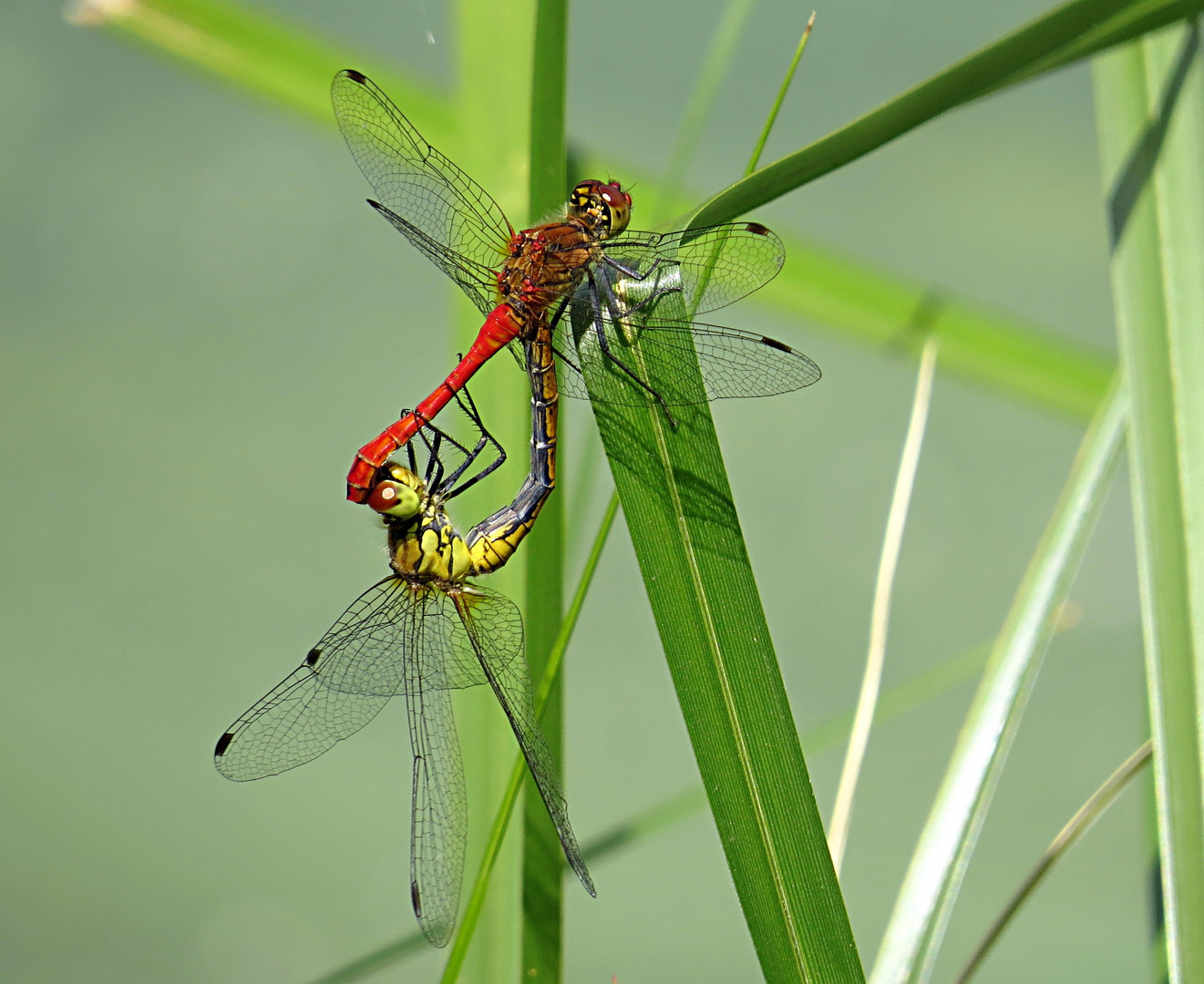 --- Blutrote Heidelibelle (Sympetrum sanguineum) ---