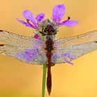 blutrote Heidelibelle - Sympetrum sanguineum #4