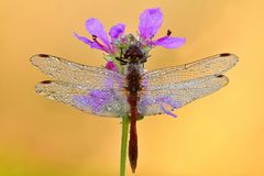 blutrote Heidelibelle - Sympetrum sanguineum #4