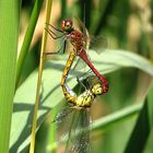 --- Blutrote Heidelibelle (Sympetrum sanguineum) ---