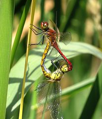 --- Blutrote Heidelibelle (Sympetrum sanguineum) ---