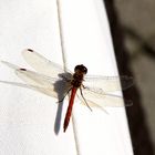 Blutrote Heidelibelle (Sympetrum sanguineum)