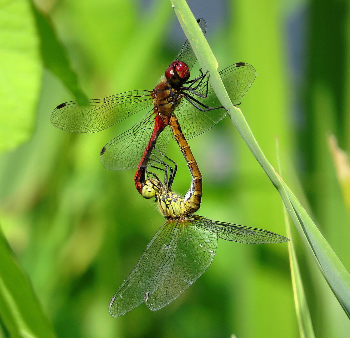 ... Blutrote Heidelibelle (Sympetrum sanguineum) ...