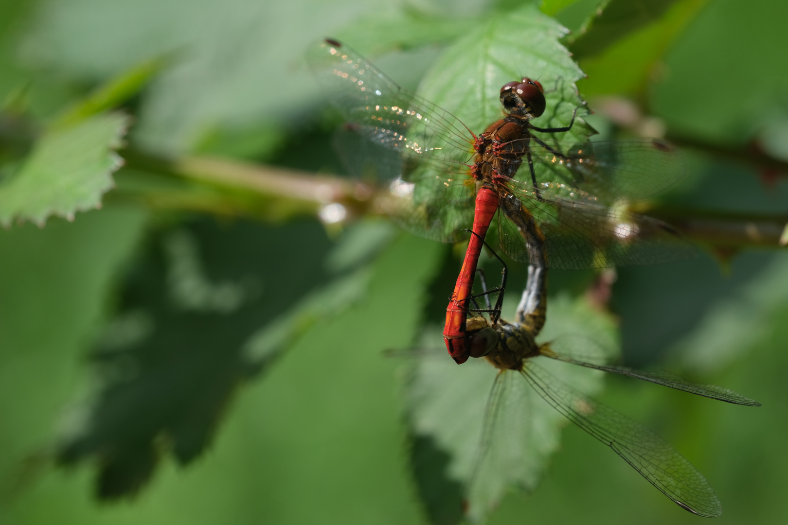 Blutrote Heidelibelle (Sympetrum sanguineum)