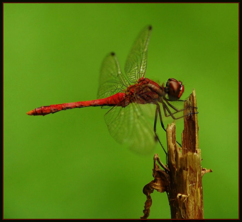 Blutrote Heidelibelle (Sympetrum sanguineum)