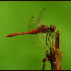 Blutrote Heidelibelle (Sympetrum sanguineum)