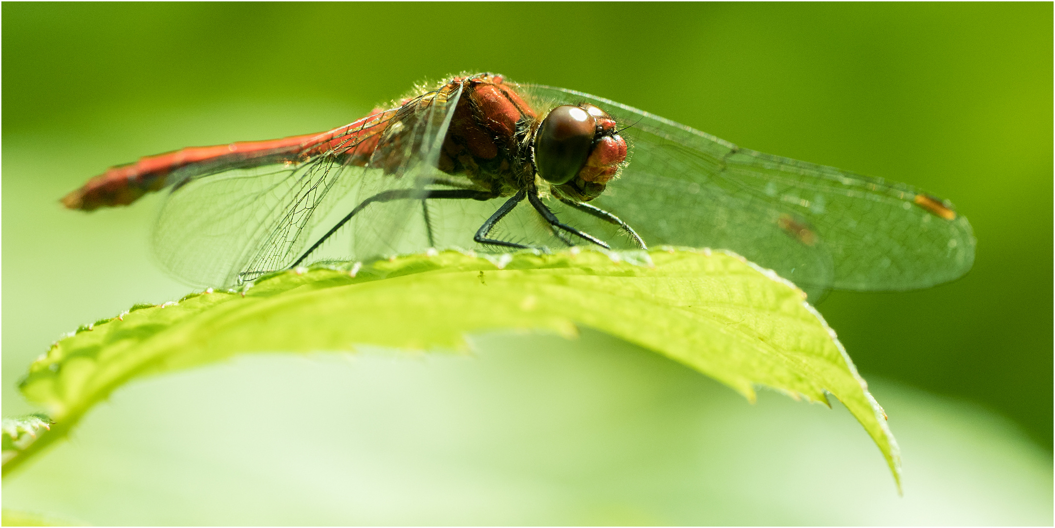 Blutrote Heidelibelle (Sympetrum sanguineum)  ..... 